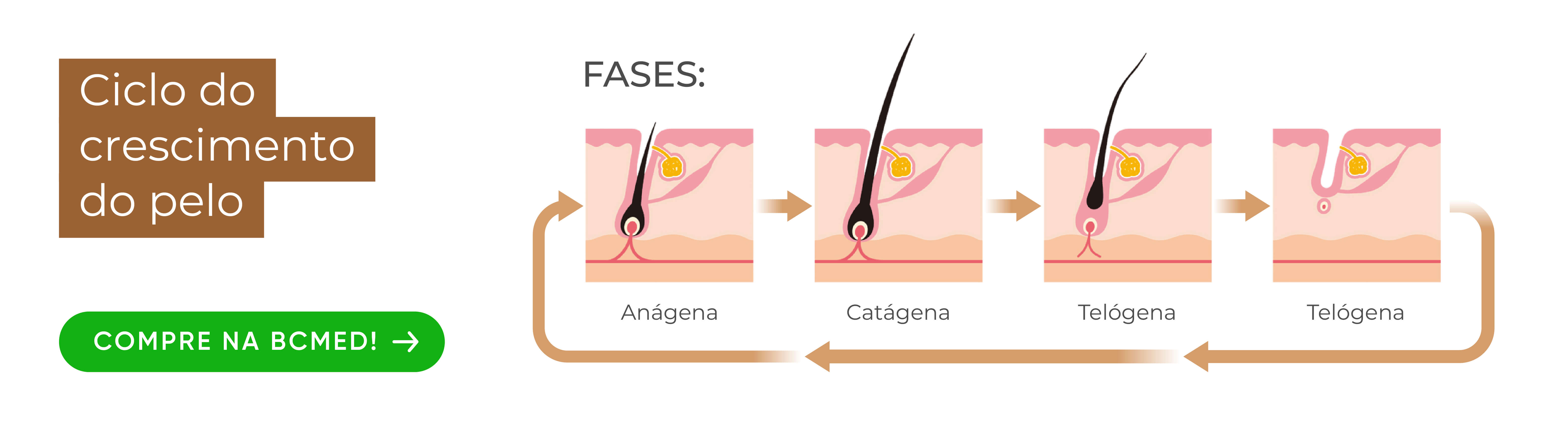 ciclo de crescimento do pelo 